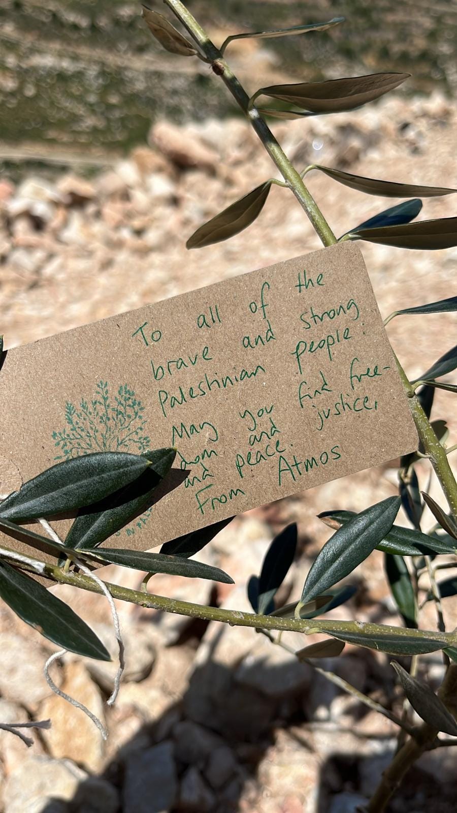 Olive tree and Grapevines